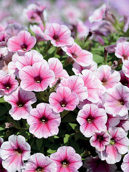 Opera Supreme™ Raspberry Ice Petunia