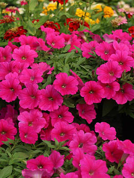 Opera Supreme "Rose"