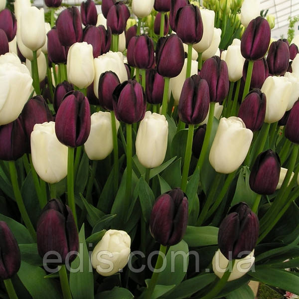 Арт-набір Чорно-білий 7 цибулин тюльпанів