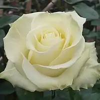 Роза чайно-гибридная "White Chocolate" (Белый Шоколад)