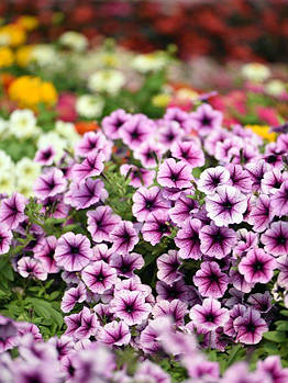 Petunia Opera Supreme™ 'Purple Vein