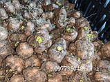 Ліатрис Spicata 10/12, фото 6