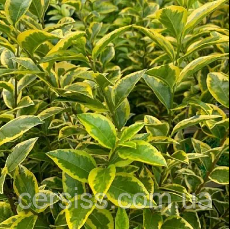 Бірючина овальнолистна Ауреум жовта саджанці в контейнері Ligustrum ovalifolium aureum