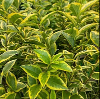 Бірючина овальнолистна Ауреум жовта саджанці в контейнері Ligustrum ovalifolium aureum