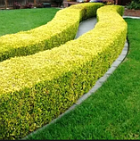 Бірючина овальнолистна Ауреум жовта саджанці в контейнері Ligustrum ovalifolium aureum, фото 2