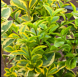 Бірючина овальнолистна Ауреум жовта саджанці в контейнері Ligustrum ovalifolium aureum, фото 3