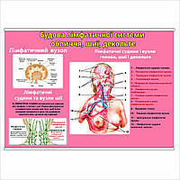 Плакат Vivay Будова лімфатичної системи обличчя, шиї, декольте А1 (8856) NB, код: 6689027