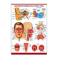 Плакат Анатомічна будова вуха, горла і носа А1 NB, код: 6689135