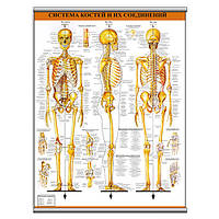 Плакат Vivay Система костей и их соединений с планкой А2 (9061) NB, код: 6759471