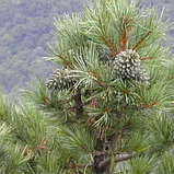 Кедр Корейський розсада у контейнері сосна кедрова корейська саджанці кедра Pinus koraiensis, фото 2