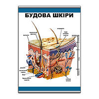 Плакат Vivay Будова шкіри с планкой А3 (9102) UL, код: 6863253