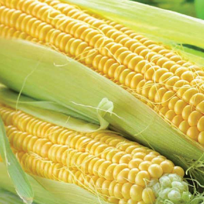 Цукрова кукурудза Джамала F1 4000нас Мнагор суперсолодка кукурудза