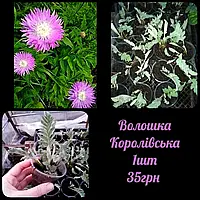 🌺 Волошка садова королівська Багаторічна 🌺