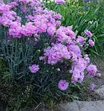 🌺 Гвоздика садова грунтопокривна рожева 🌺, фото 2