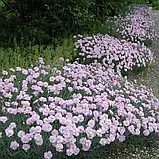 🌺 Гвоздика садова грунтопокривна рожева 🌺, фото 3