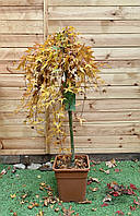 Японский клен Rovinsky Garden Japanese maple, acer palmatum Ryusen Green Carpet, 1,5м, объем GB, код: 6531947