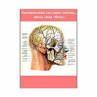 Плакат Vivay Кровеносная система головы вены (вид сбоку) А1 (8118) QT, код: 6863168