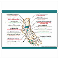 Плакат Vivay Foot в медицинский кабинет А3 (9266) XN, код: 6689000