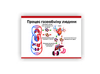 Плакат Vivay Процесс газообмена человека 60х80 см Белый XN, код: 8310295