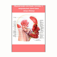 Плакат Vivay Мышечная система головы с жировыми пакетами (вид сбоку) А3 (8224) UP, код: 6863217