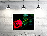 Картина на холсте ProfART S4560-c926 60 x 45 см Роза (hub_INuL41046) UP, код: 1225132