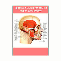 Плакат Vivay Проекция мышц головы на череп (вид сбоку) А2 (8239) PZ, код: 6863214