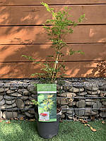 Японський клен Rovinsky Garden Japanese maple, acer palmatum Emerald Lace, висота 60-80см, об PR, код: 6532014