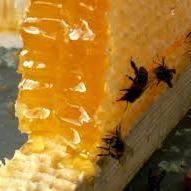 Мед в сотах