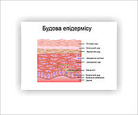 Плакат Vivay Строение эпидермиса 30 х 40 см Белый ET, код: 7912221