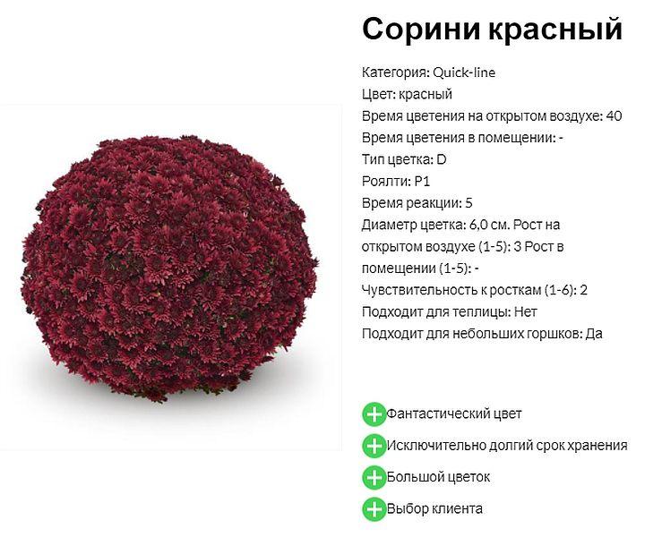 Хризантема Sorini Red (Соріні Ред). Мультифлора. розсада