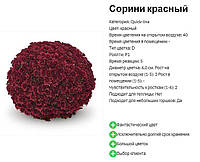 Хризантема Sorini Red (Сорини Ред). Мультифлора