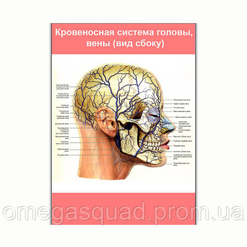 Плакат Vivay Кровеносная система головы вены (вид сбоку) А2 (8119) LW, код: 6863180 - фото 1 - id-p2166243695