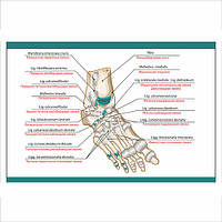 Плакат Vivay Foot в медицинский кабинет А3 (9270) LW, код: 6863256