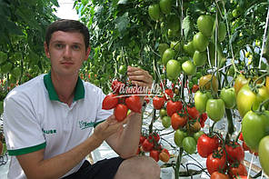 Насіння Томат Колібрі F1 10 насіння Clause, фото 3