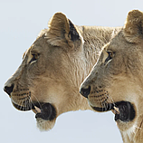 Парфумована вода для жінок Burberry Goddess Intense Eau De Parfum 1.5 мл Пробник, фото 9