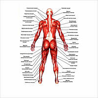 Плакат Мышцы А2 DH, код: 6688206