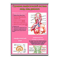 Плакат Vivay Строение лимфатической системы лица, шеи, декольте с планкой А1 (9086) DH, код: 6688983