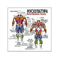 Плакат Vivay Мускулатура Анатомия тела 70x70 см (4167) DH, код: 6863123