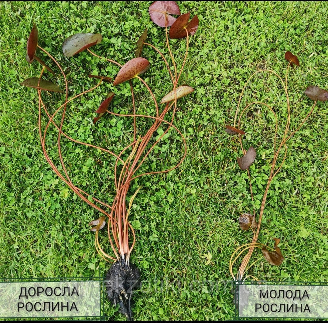 Нимфея альба (Nymphaea alba) (деленка, черенок) - фото 3 - id-p1572742007