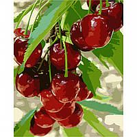 Картині за номерами "Солодка черешня" 40х50 см No954800/Santi/