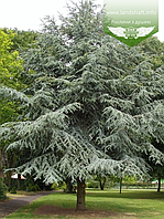 Кедр атласский (Cedrus atlantica), (горшок р9)