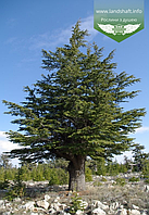 Кедр Ливанский (Cedrus libani), (горшок р9)