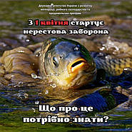 Нерестова заборона 2024 Що потрібно знати?