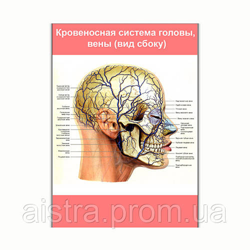 Плакат Vivay Кровеносная система головы вены (вид сбоку) А0 (8117) UT, код: 6863189 - фото 1 - id-p2166682304