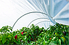 Парник, агро-теплиця - 6 м "Щедрий урожай" з агроволокна з ультрафіолетовим стабілізатором, щільністю 42г/м2, фото 5