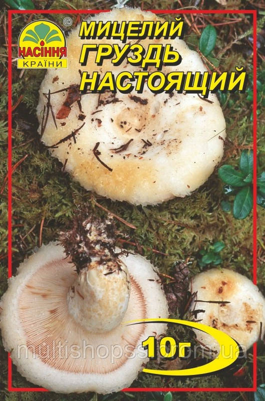 Мицелий грибов Насіння країни Груздь 10 г MP, код: 7718789 - фото 1 - id-p2166797906