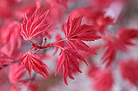 Японский клен Rovinsky Garden (Japanese maple) Beni-maiko Perfect for Patio 60-80 см (3 л) (R UN, код: 2633410