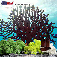 Віддушка Чорний корал та мох США (Сandlescience) 5 мл