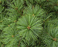 Сосна кримська Pinus nigra subsp.pallasiana