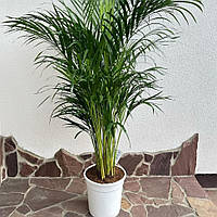 Комнатное растение Арека Дипсис